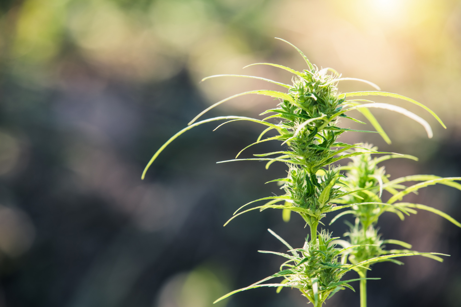 Close-up of a cannabis plant, showcasing its leaves and buds, illustrating key aspects of how to grow weed effectively.